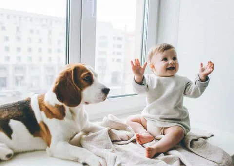 perros-bebes.jfif
