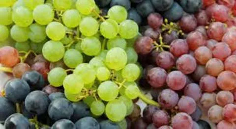 uvas-longevidad-m