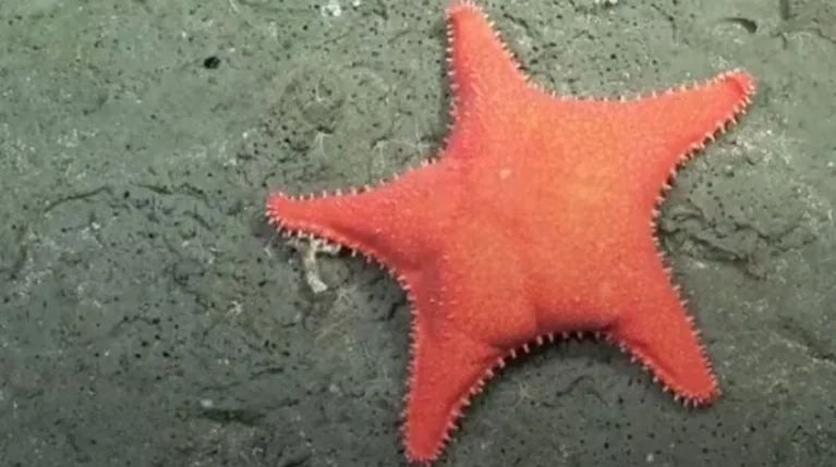 streaming-conicet-AKMLB3JCWZGKNLNKPYK7KXQWQQ